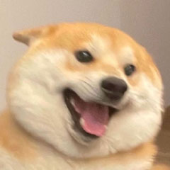 Happy Shiba Inu